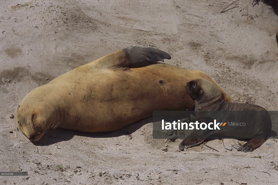 Mar León (Hookeri de Phocarctos) para dormir la madre de Hooker con lactancia pup, isla de Enderby, 