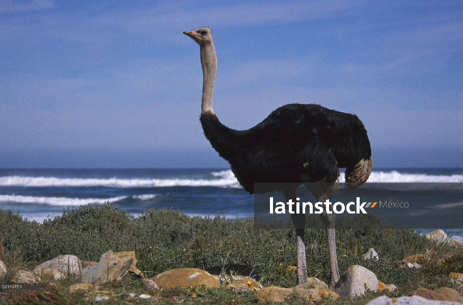 Avestruz (Struthio camelus) masculino en pradera costera, cabo de buena esperanza, Sudáfrica