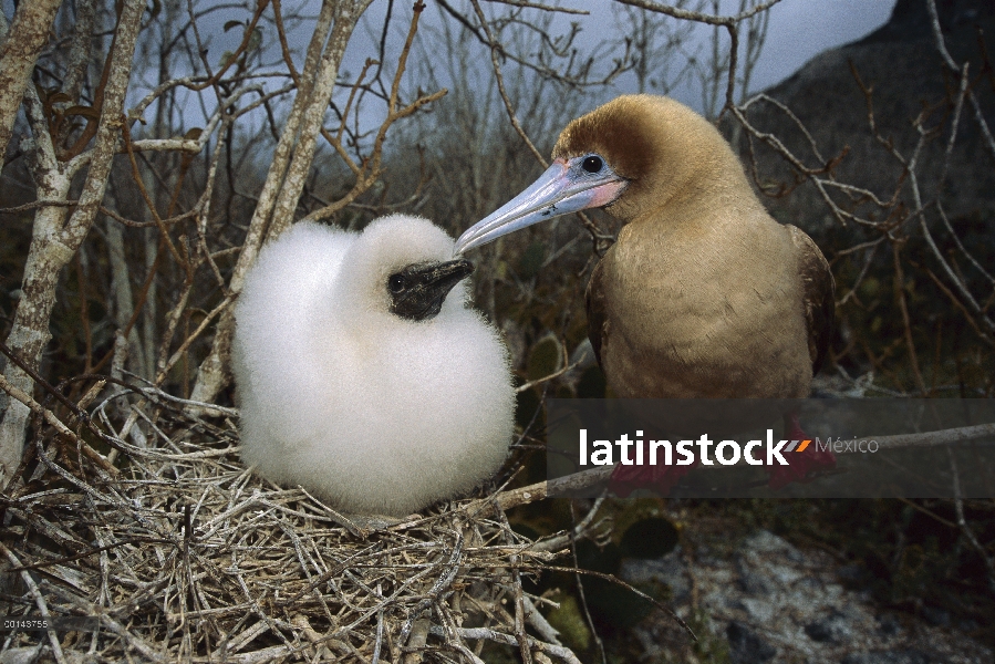 Rojo-footed Booby (Sula sula) padres y chick, lobo de la isla, Galápagos, Ecuador