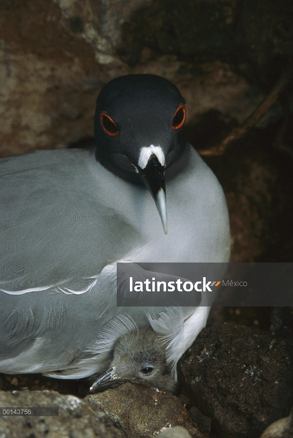 Y padre de gaviota (Creagrus furcatus) con polluelo en el nido, lobo de la isla, Galápagos, Ecuador