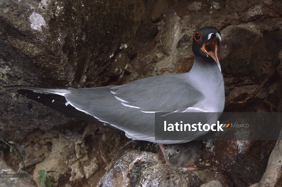 Padre de gaviota (Creagrus furcatus) y llamar, con polluelo en el nido, Isla lobo, Islas Galápagos, 