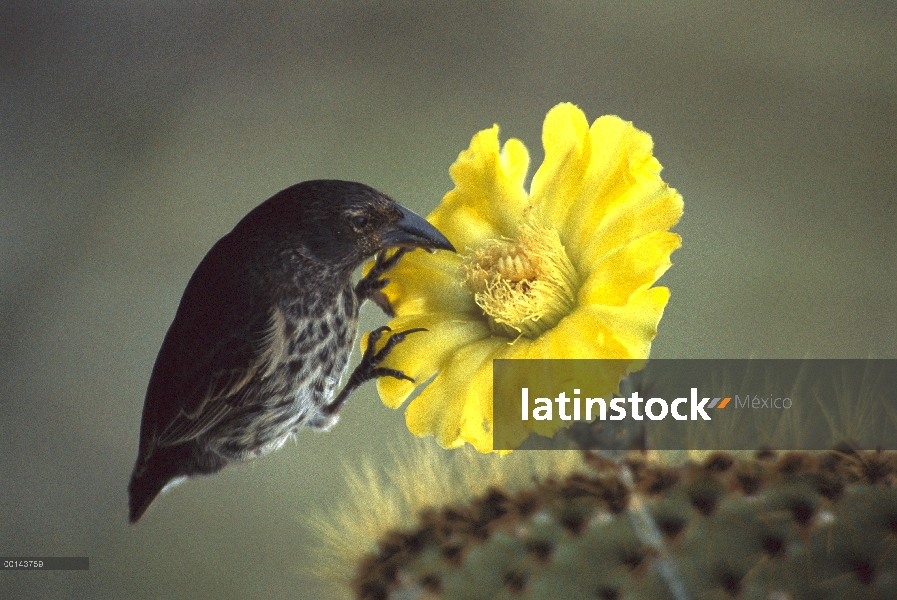 Común Cactus-Pinzón (difficilis scandens) alimentándose de Opuntia (Opuntia sp) catus flor, isla de 