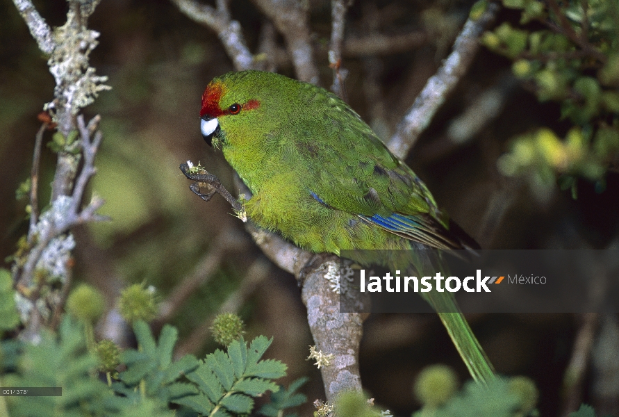 Perico de frente roja (Cyanoramphus novaezelandiae) comer, subantárticas de Enderby Island, Islas de