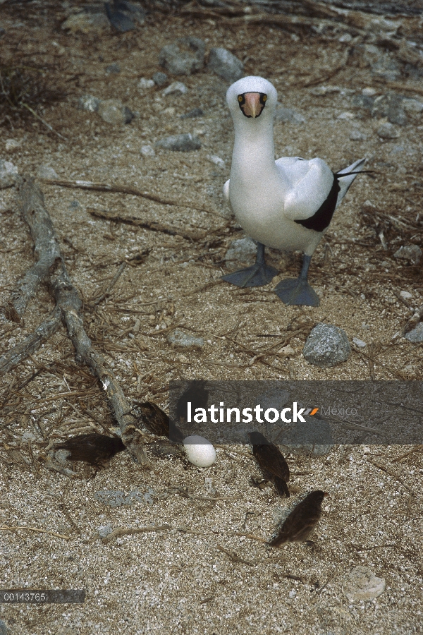 Agudo pico grupo tierra-Pinzón (difficilis de Geospiza) en Nazca Booby (Sula granti) huevo, lobo de 