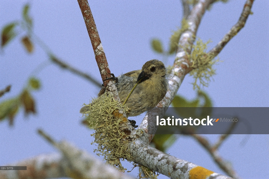 Pinzón carpintero (Camarhynchus pallidus) con madre como herramienta para extraer el grub, isla de S