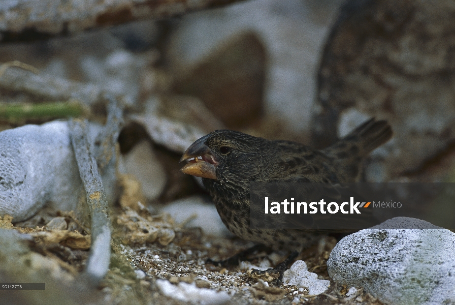 Grande tierra-Pinzón (difficilis magnirostris) alimentándose de semillas, Isla Genovesa, Galápagos, 