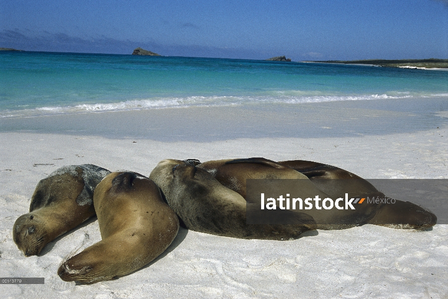 León marino de Galápagos (Zalophus wollebaeki) grupo durmiendo en la playa, Isla Espanola, Galapagos