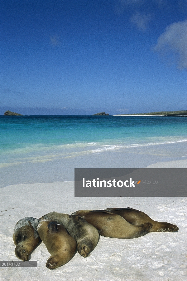León marino de Galápagos (Zalophus wollebaeki) grupo durmiendo en la playa, Isla Espanola, Galapagos