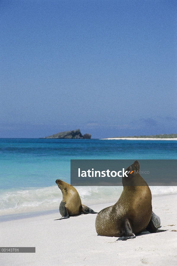 León marino de Galápagos (Zalophus wollebaeki) pareja en la playa, Isla Espanola, Galapagos Islands,