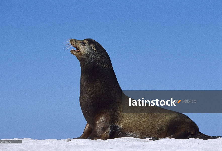 Hombre lobo marino de Galápagos (Zalophus wollebaeki), isla de Mosquera, las Islas Galápagos, Ecuado