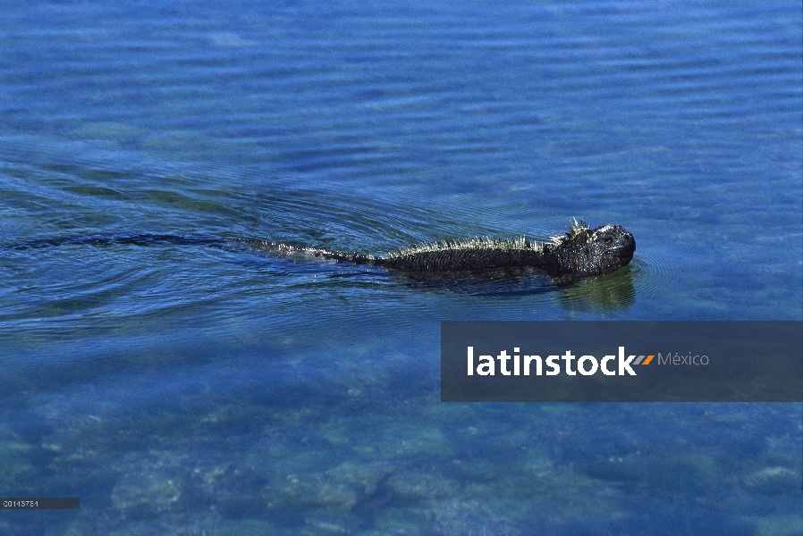 Marina swimmming de Iguana (Amblyrhynchus cristatus) en la piscina de marea, Isla Fernandina, Islas 