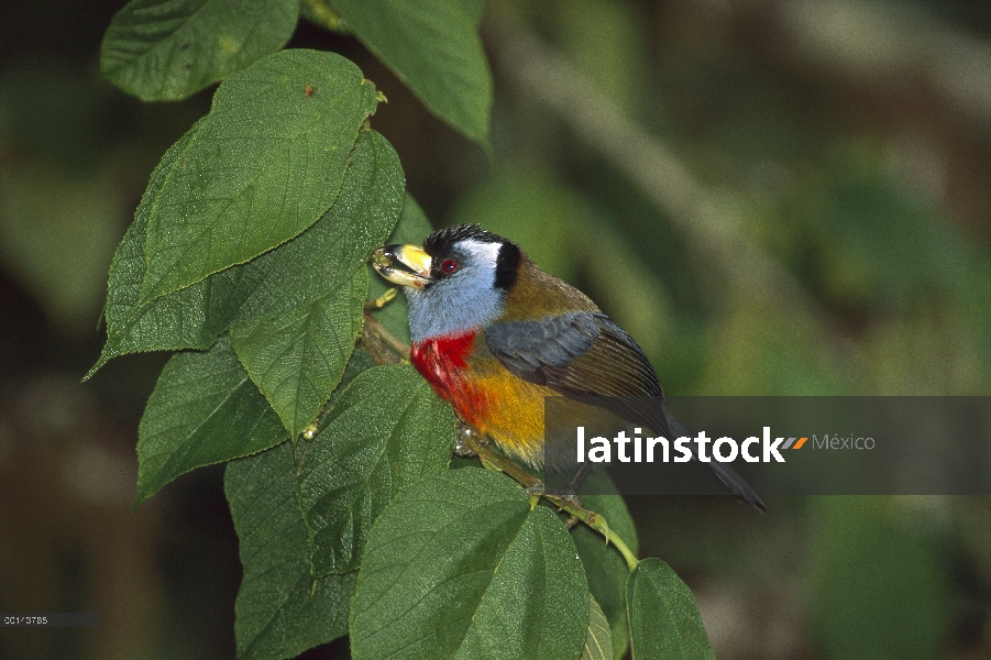 Toucan Barbet (Semnornis ramphastinus) alimentándose de semillas, reserva de bosque nublado Bellavis