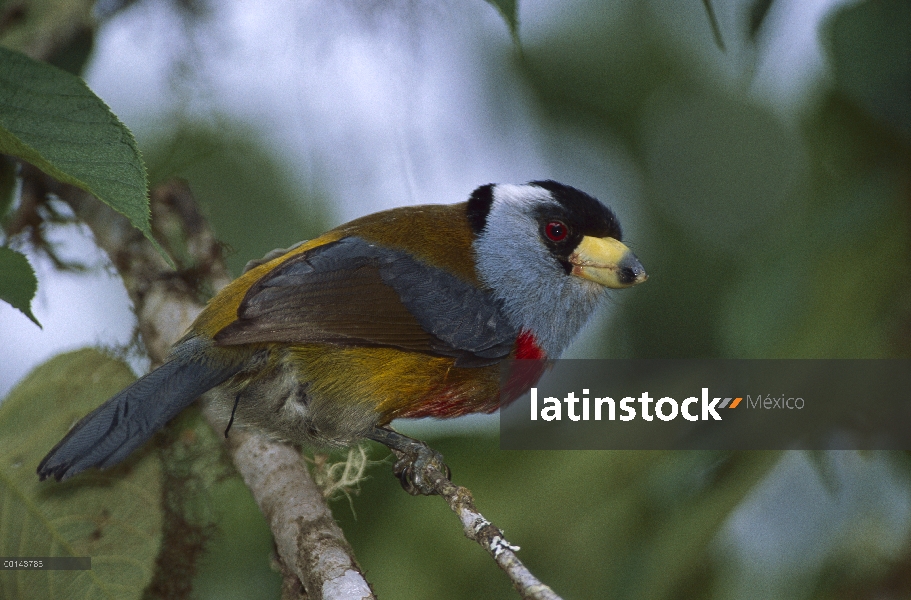 Toucan Barbet (Semnornis ramphastinus) retrato, reserva de bosque nublado Bellavista, Ecuador