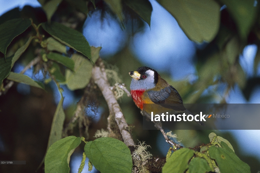 Toucan Barbet (Semnornis ramphastinus) retrato, reserva de bosque nublado Bellavista, Ecuador