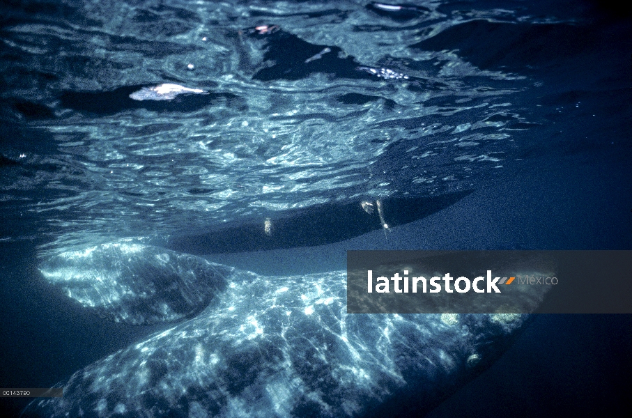 Gris (Eschrichtius robustus) becerro de ballena con turistas llegar a tocar a ti, Bahía Magdalena, B