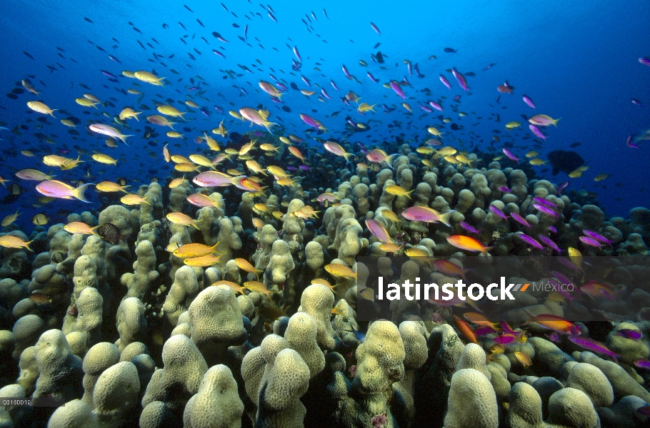 Varias especies de estos peces (Pseudanthias sp) pululando por encima de una hoja de Coral (Pavona c