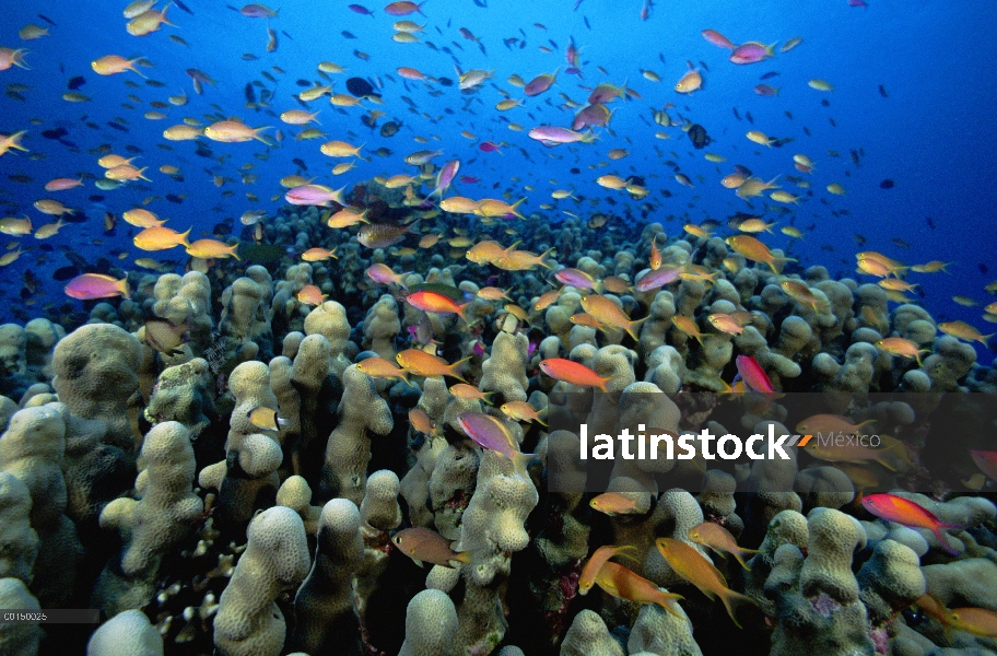 Varias especies de estos peces (Pseudanthias sp) pululando por encima de un Coral hoja Columnar (Pav