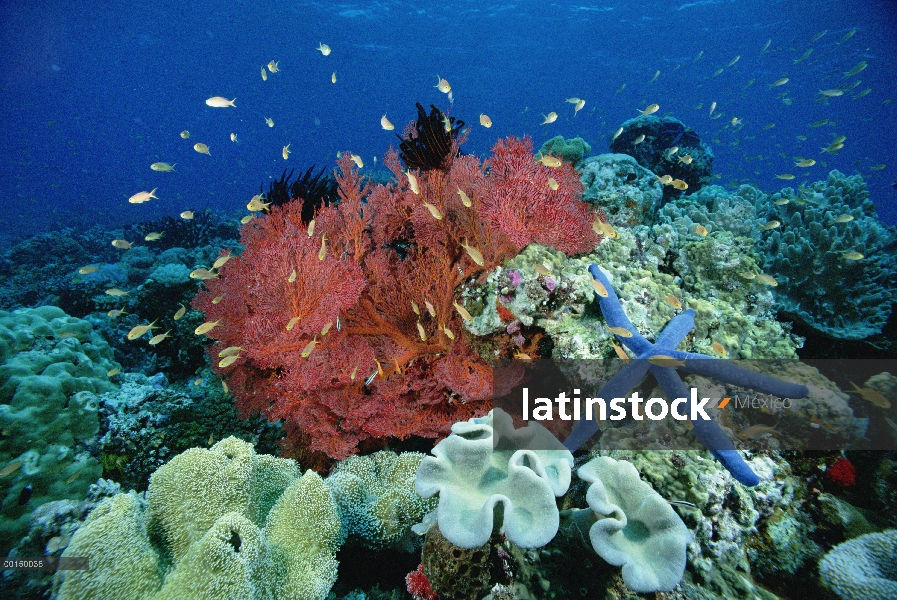 Escuela de machos (Pseudanthias sp), nadando cerca de un ventilador de mar (Melithaea sp) y una estr