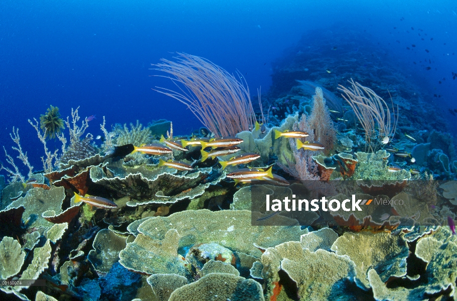 Dos-punto pargo (Lutjanus biguttatus) en un profundo arrecife con corales blandos (Ctenocella sp) y 