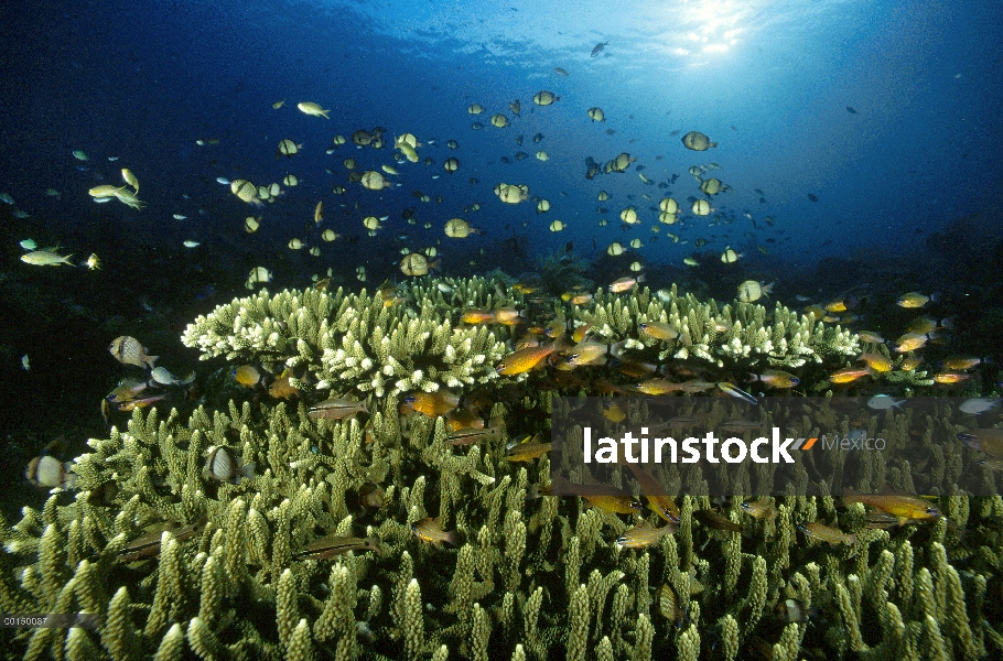 Reticulada melanurus (melanurus reticulatus) y varias clases de peces se ciernen sobre una colonia d