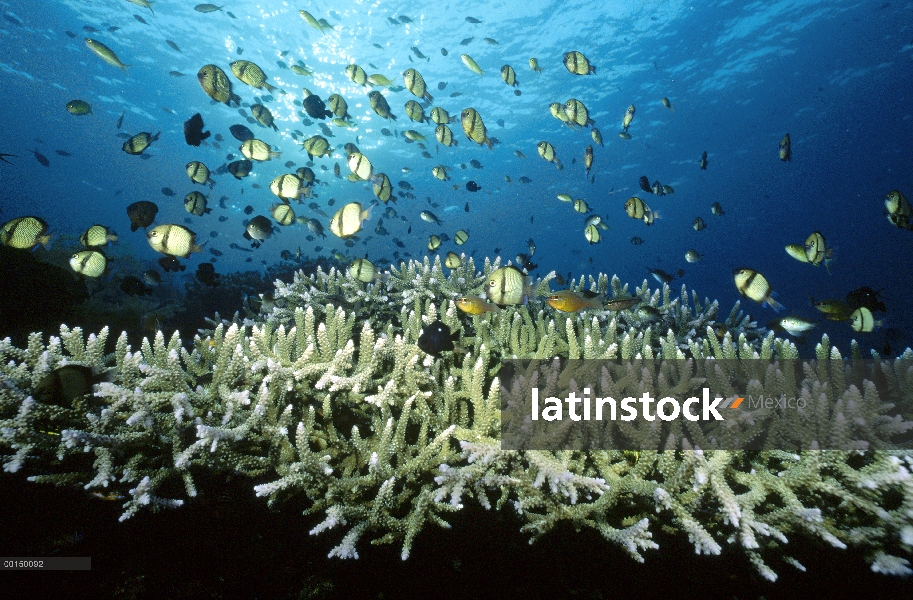 Reticulado Dasycllus (melanurus reticulatus) y varios otros tipos de libración de pescado pequeño ar