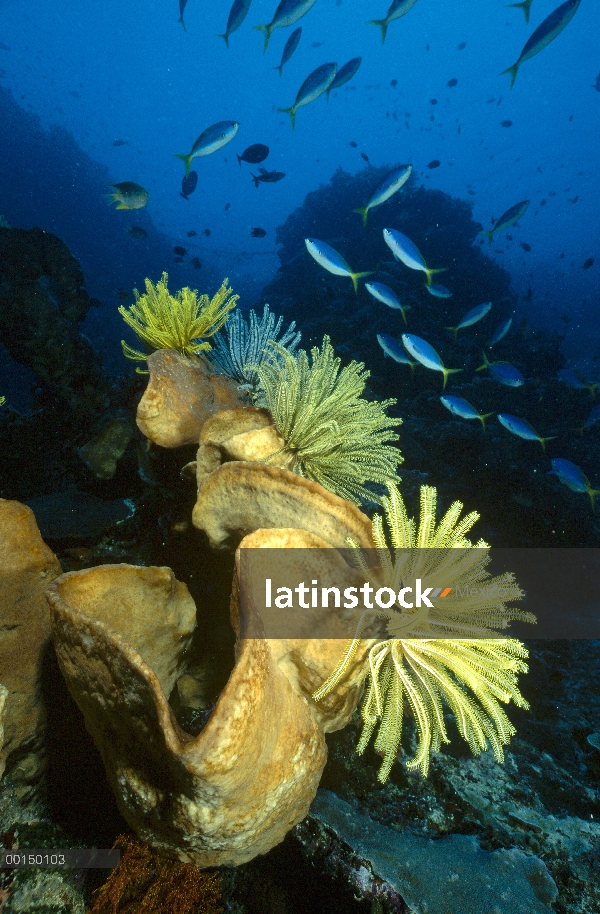 Fusileros de cola amarilla (Caesio afilados) nadar más allá de una esponja grande con crinoideos var