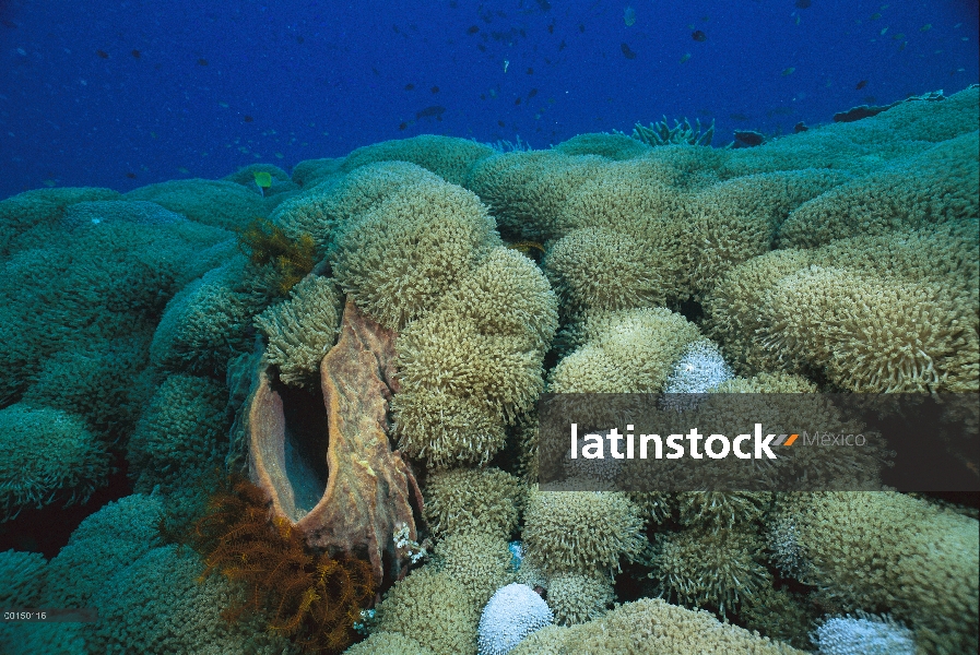 La esponja barril (Xestospongia testudinaria) gigante y el coral, Manado, Sulawesi, Indonesia