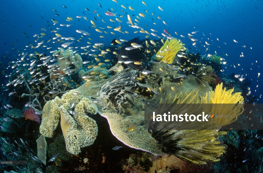 Barrendero, (Parapriacanthus sp) y machos alimentación escolar (Pseudanthias sp) en las corrientes p