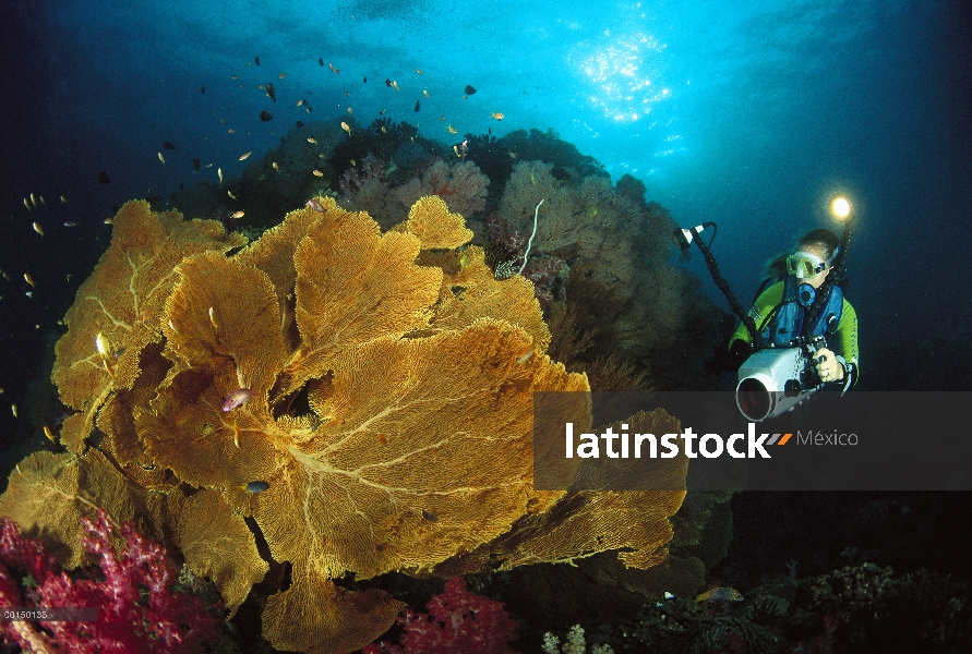 Suave, Coral (Subergorgia mollis) y submarinista, Tachi Ko, mar de Andamán, Tailandia