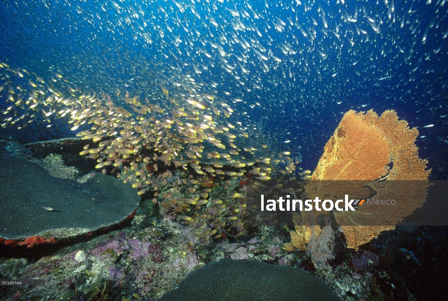 Barredora de pigmeo (Parapriacanthus ransonneti) y peces delgados (Rhabdamia gracilis) escolaridad c