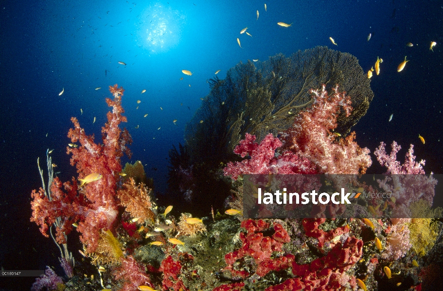 Escuela de machos (Pseudanthias sp), nadando alrededor de una profunda bommie con esponja de Coral b