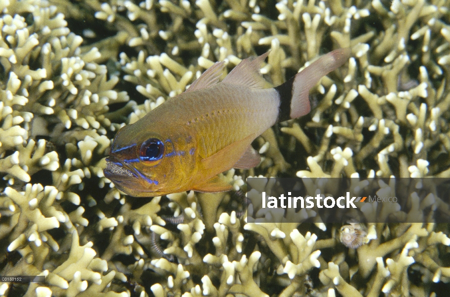 Los hombre de Banggai (Apogon aureus) toma llevar una masa de huevos fertilizados en su boca mientra