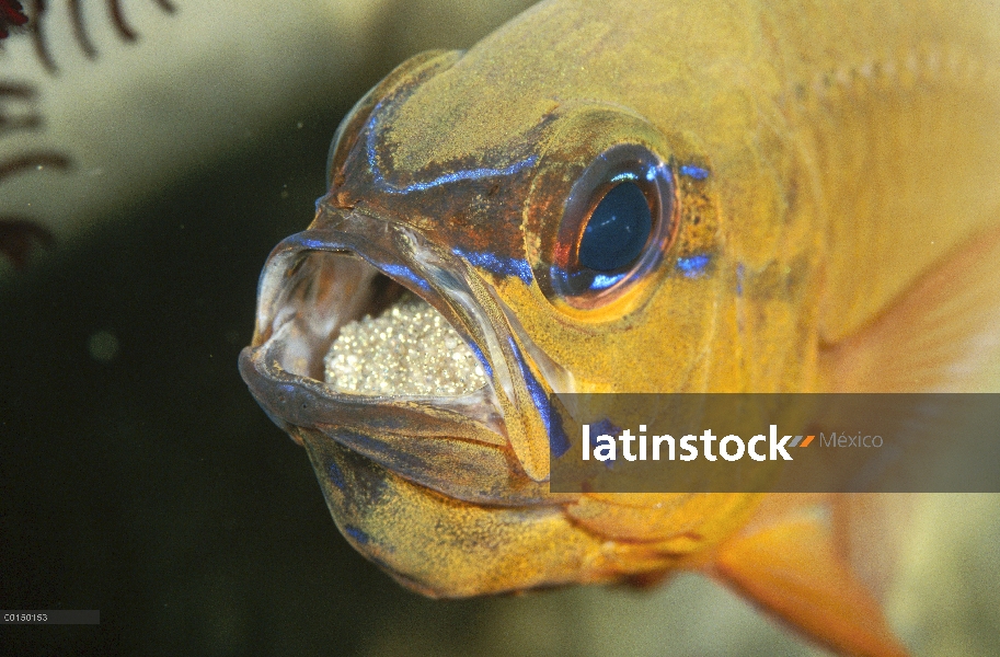 Los hombre de Banggai (Apogon aureus) toma llevar una masa de huevos fertilizados en su boca mientra