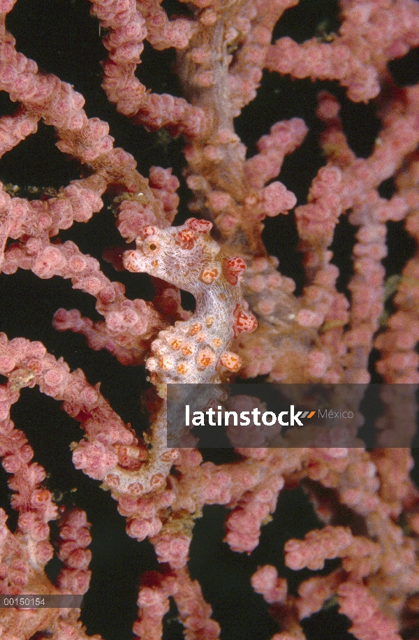 Caballito de mar pigmeo (Hippocampus bargibanti) aferrarse a un Fan de Coral gorgonias, estrecho de 