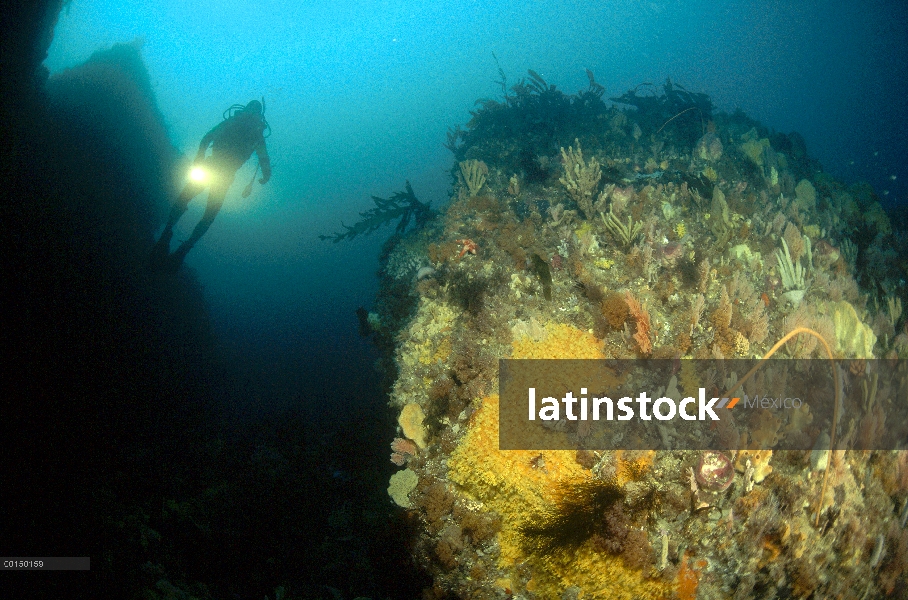 Buzo nadando entre rocas cubiertas de esponjas, Zoanthid oro y gorgonias látigo de mar, Península de