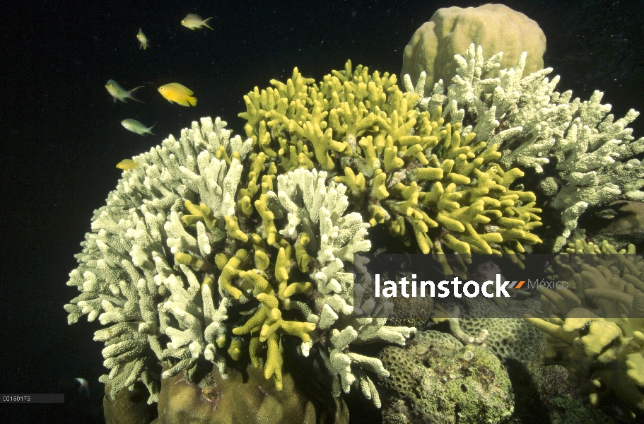 Joroba de Colonia de Coral (Porites sp), parte de la misma exponiendo el blanqueo que se produce cua