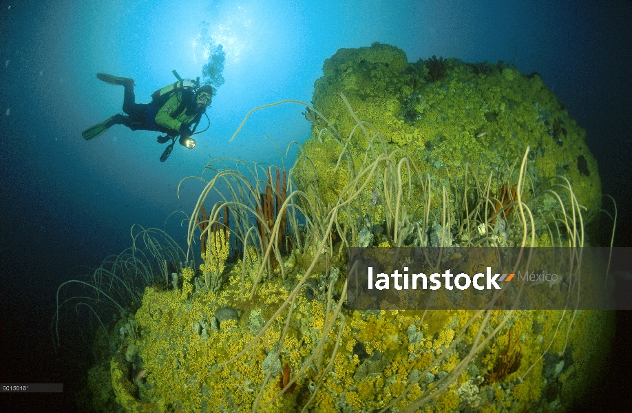 Buzo en el oro Boomie, un pináculo rocoso cubierto con oro Zoanthids, látigos de mar y esponjas, Bic