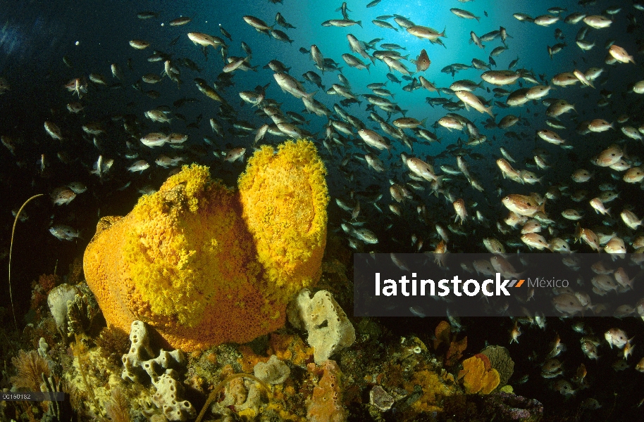 Percha mariposa (lepidoptera Caesioperca) pululando alrededor dos esponjas plagada de oro Zoanthids,