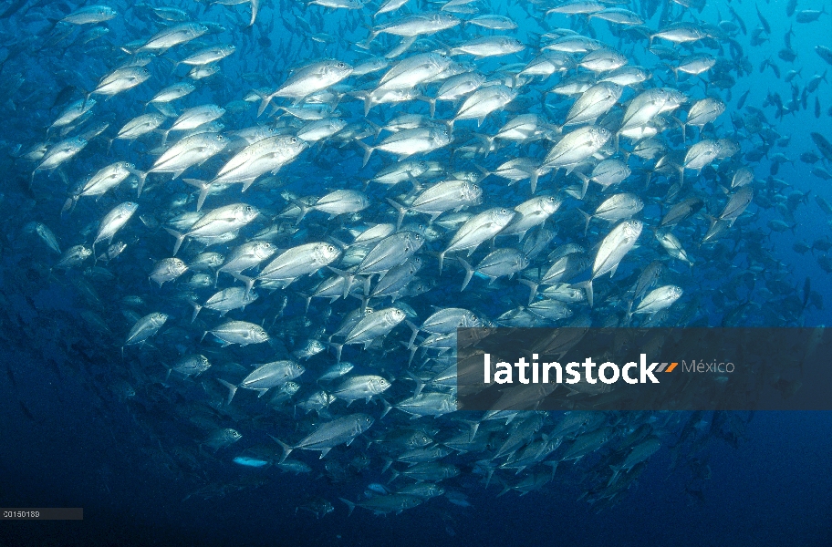 Escuela de jureles (Caranx sexfasciatus) patudo, Bali, Indonesia