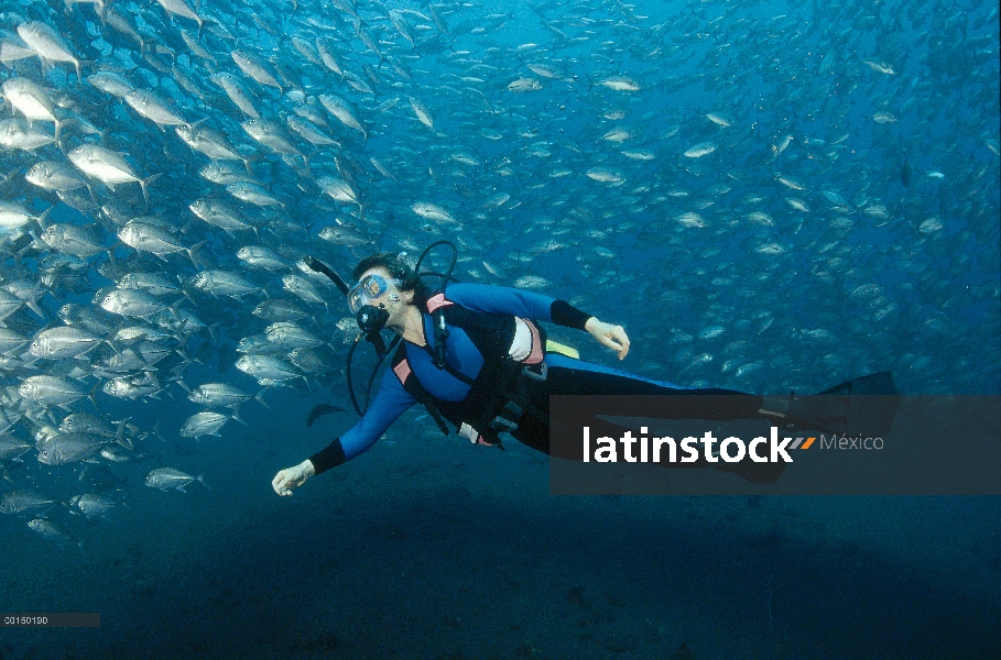 Escuela de jureles (Caranx sexfasciatus) patudo con buzo, Bali, Indonesia