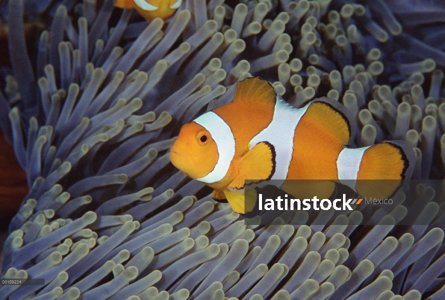 Peces payaso (Amphiprion ocellaris) entre los tentáculos de una anémona de mar magnífica (Heteractis