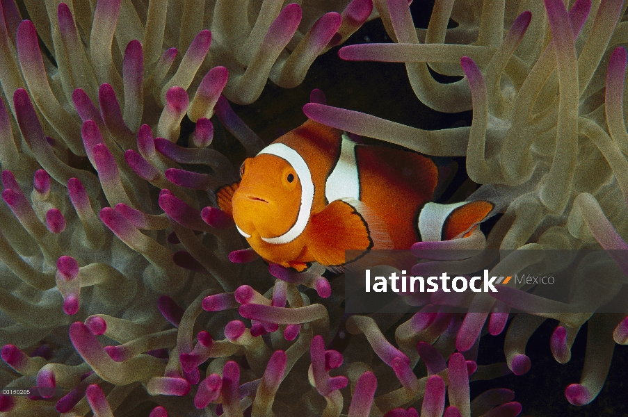 Blackfinned Clownfish (percula de Amphiprion) en los tentáculos de la anémona de mar magnífica (Hete