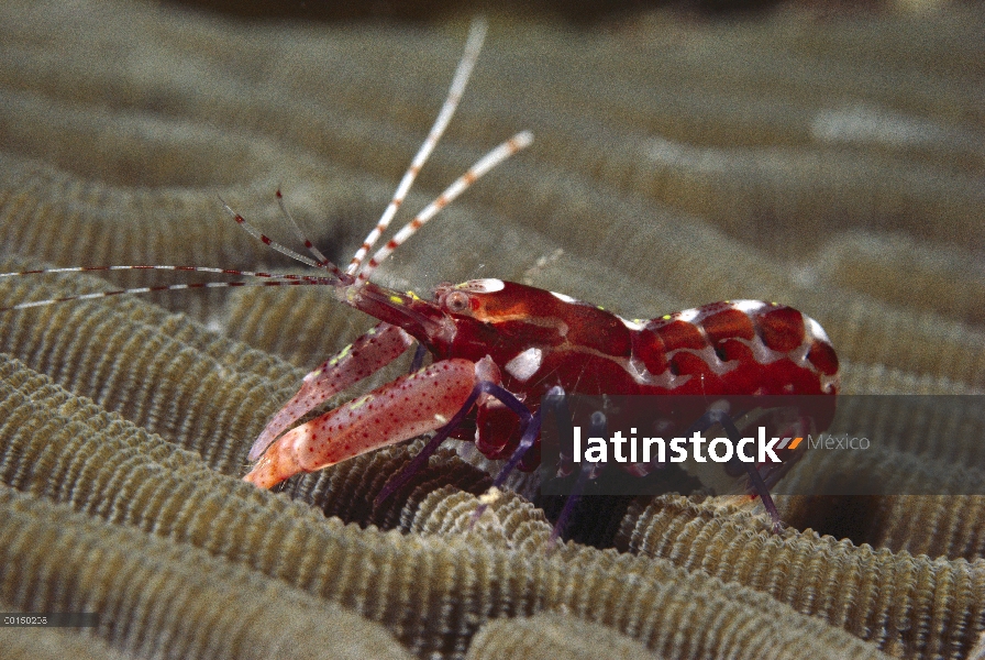 Brown ajustar camarón (Alpheus armatus) en coral, Bonaire, Antillas, Caribe