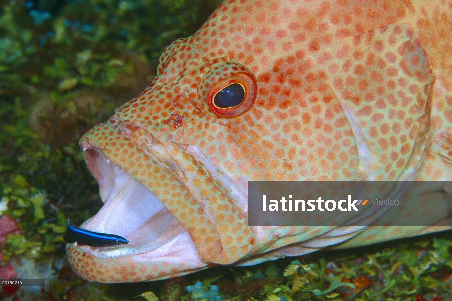 Mero de tomate (Cephalopholis sonnerati) conseguir limpiar con vetas azul del pez limpiador (Labroid