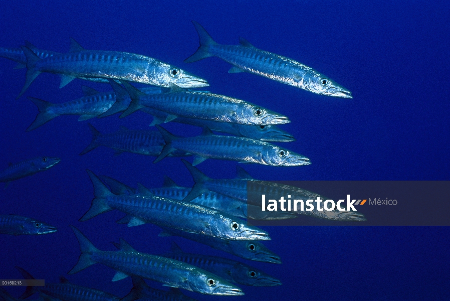 Blackfin Barracuda (Sphyraena qenie) escolarización, Lizard Island, gran barrera de coral, Queenslan