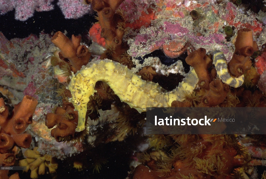 Caballito de mar (Hippocampus sp) junto a los corales, mar de Andamán, Tailandia