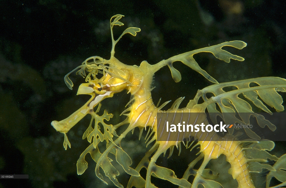 Dragón de mar de Emboar (Phycodurus eques) camuflado como un pedazo de vegetación acuática, Edithbur