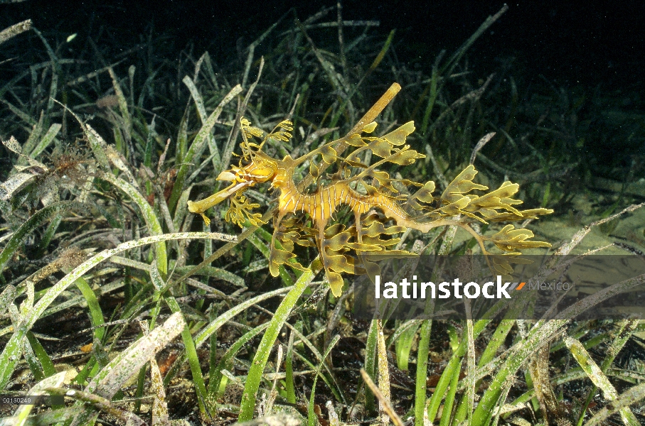 Dragón de mar de Emboar (Phycodurus eques) camuflado como un pedazo de vegetación acuática, Edithbur