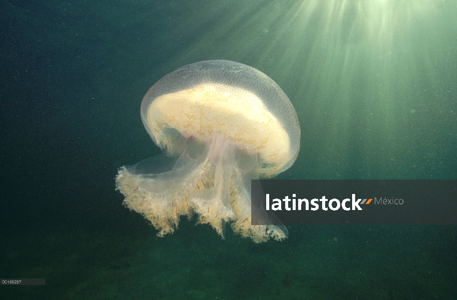 Bluebottle medusas (Pseudorhiza haeckeli) flotando bajo el agua, Edithburgh, Australia del sur