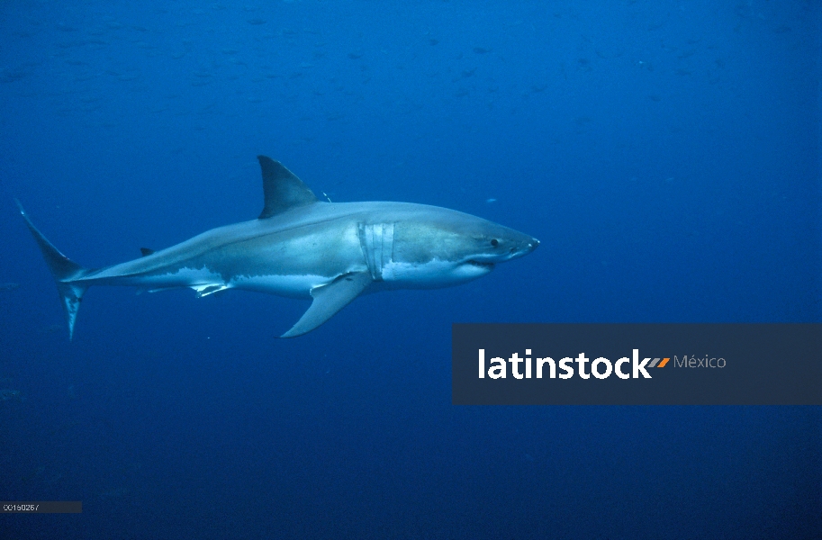 Retrato subacuático de gran tiburón blanco (Carcharodon carcharias), lado vista, Islas de Neptuno, A